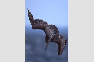 Pelikan brązowy