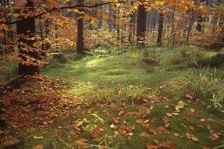 Jesień w Beskidzie Śląskim