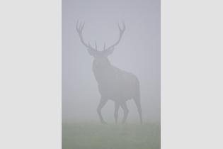 Jeleń we mgle
